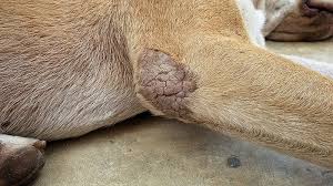 Image result for scabies dogs detail