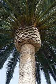 Palm Tree Pruning And Care Palm City Fl Palm Tree Pictures Palm Trees Landscaping Canary Island Date Palm