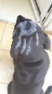 So My Dog Went Out For A While And When She Came Back She Had Joined The Legions Of Saruman Funny Clone Lotr Lord Of The Rings The Hobbit