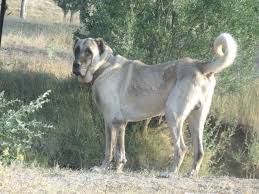 Truva Kangal Ciftligi Fotolari Anadolu Kopekleri
