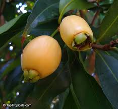 Image result for Syzygium jambos