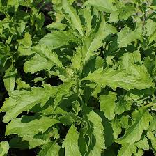 Image result for Dysphania