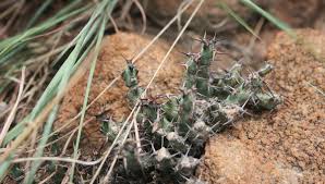 Image result for Euphorbia schinzii