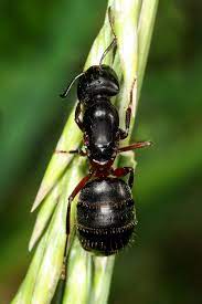 Die rossameise ist die größte einheimische ameisenart in deutschland. Schwarze Rossameise Wikipedia