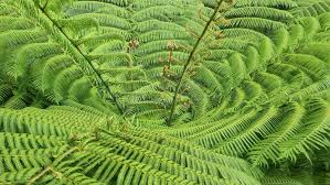Image result for Cyathea dregei