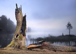 Image result for trees with spiral bark blown off from lightning