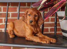 Look at pictures of maltese puppies who need a home. 16 Irish Setter Puppies Ideas In 2021 Irish Setter Puppies Irish Setter Puppy