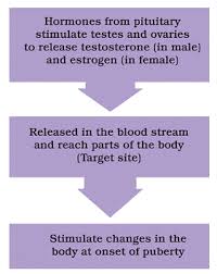 Using A Flow Chart Show How The Onset Of Puberty Is