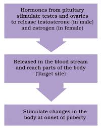 Using A Flow Chart Show How The Onset Of Puberty Is