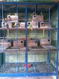 Saya lebih memilih ternak lovebird perkandang satu pasang. Cara Membuat Ternak Lovebird Dengan Kandang Koloni Peternakan Dan Perkebunan