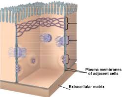Check spelling or type a new query. Cell Junctions Diagram Quizlet