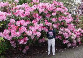 Pink Walloper Aka Lem S Monarch Rhododendron Pflanzen Garten Natur