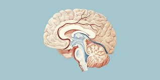 Connaître les symptômes d'un avc relève d'une importance capitale au vu de l'urgence médicale qu'il constitue. Avc Les Symptomes De L Accident Vasculaire Cerebral Marie Claire