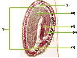 Image result for Capsella