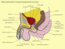 Anatomy Of The Lower Urinary Tract Sciencedirect