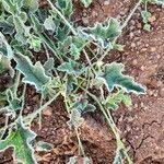 Image result for Cucumis prophetarum