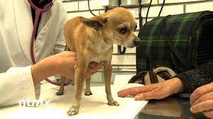 Hospital De Perros Y Gatos En La Unam Youtube