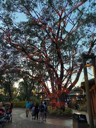Busch Gardens Christmas Lights Christmas Lights Busch Gardens Lights