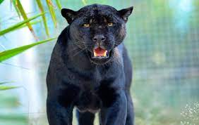 Interesting And Fun Facts About Black Panther