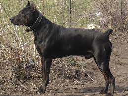Apache Youngblood Thunderhawk Bred By Rock Of Ages Kennels - Canis Panther Personal Protection Dog Dog Breeds Working Dogs