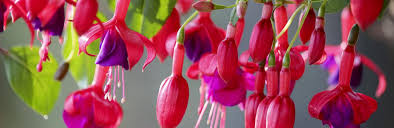 Chiltern seeds deliver first year flowing perennials from around the world. How To Grow And Care For Fuchsia Love The Garden