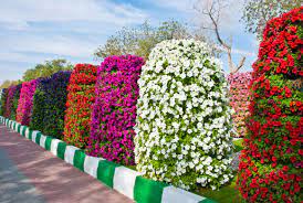 Al Ain Paradise Abu Dhabi Flowers Hanging Flower Baskets Flower Garden