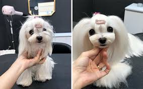 Dummies has always stood for taking on complex concepts and making them easy to understand. 31 Dogs That Look Almost Unrecognizable After Seeing These Groomers Bored Panda