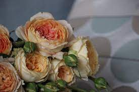 Old garden roses, sometimes referred to as antique, are species and cultivars that existed before 1867, which was the year when the first hybrid tea rose 'la france' was introduced. What Everyone Ought To Know About Old Garden Roses The Smell Of Roses The Smell Of Roses