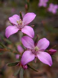 Boronia Crenulata Aniseed Boronia Cicek Fotograf