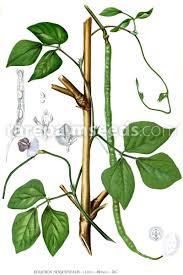 Image result for Vigna umbellata