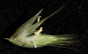 Image result for Schmidtia pappophoroides