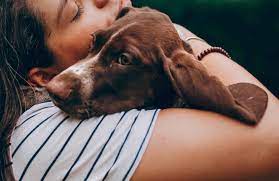 Why Does My Dog Bury His Head In Me Should I Stop It Superb Dog