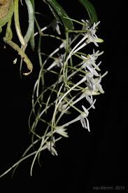 Image result for Mystacidium tanganyikense