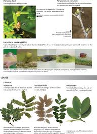 Image result for Chamaecrista comosa