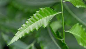 Image result for Azadirachta indica