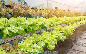 Rau hữu cơ - Khái niệm, ưu điểm và cách trồng rau tại nhà