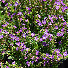 Image result for Cuphea hyssopifolia