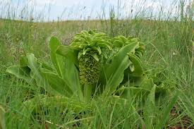Image result for Eucomis autumnalis