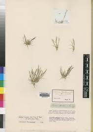 Image result for Aristida stipitata