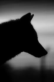 Bildergebnis Fur Wolf Aesthetic Black Dog Black Aesthetic Werewolf Aesthetic