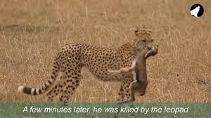 Leopard Teach Gazelle Baby To Walk And Play Then Attack And Kills Cat Videos For Kids Animal Fails Funny Cats And Dogs
