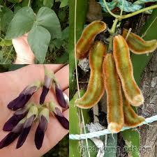 Image result for Mucuna