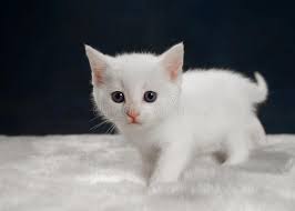 Favorite this post may 23. 251 638 White Kitten Photos Free Royalty Free Stock Photos From Dreamstime