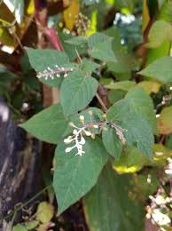 Image result for Lannea humilis