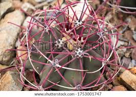 A young, adorably round fishhook barrel cactus in arizona. Shutterstock Puzzlepix