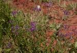 Image result for Vernonia oligocephala