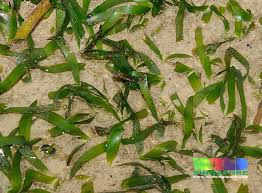 Image result for Thalassia hemprichii