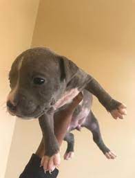They are 8 weeks old and have been dewormed and have first. Blue Nose Pitbull Puppies For Sale For Sale In Flint Michigan Classified Americanlisted Com
