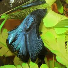 Hello There Welcome To The World Of Bettas Why Do Bettas Build Bubble Nests