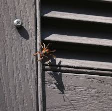 Below are pictures, identification, and habitat info. Wasp Infestation In The Attic Local 5 Star Insulation Contractor